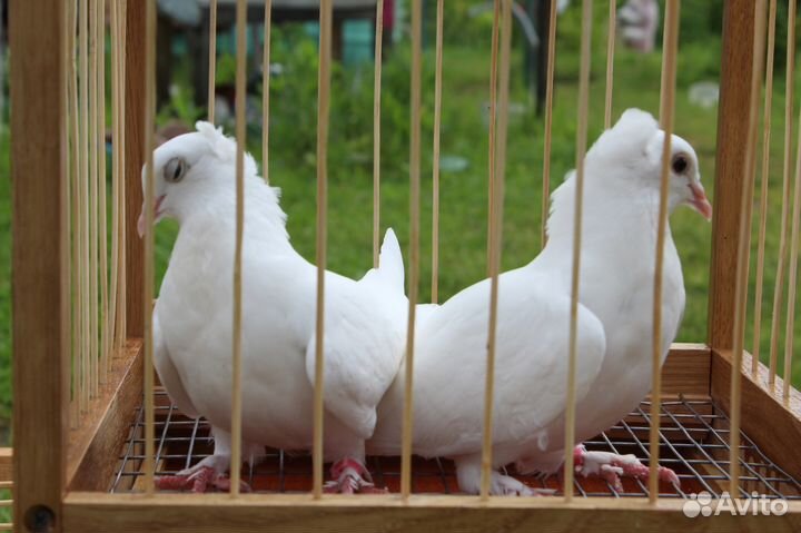 Белые голуби на свадьбу, венчание, выпускные