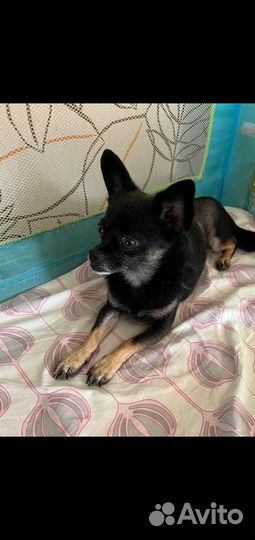 Маленькая собачка в добрые руки