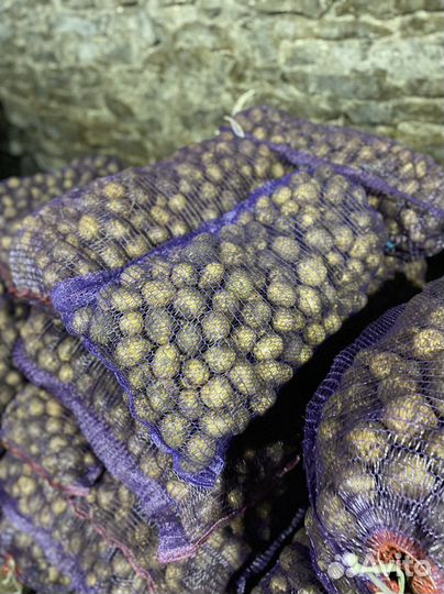 Крупный картофель сорт Гала