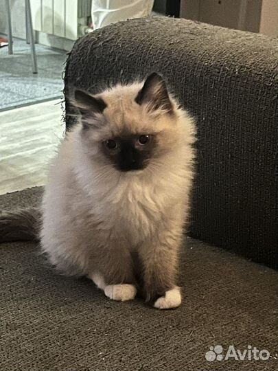 Котята регдолл