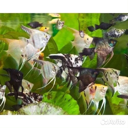 Аквариумные рыбки каламоихты, и многие другие
