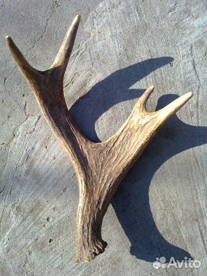 Рог оленя