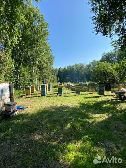 Алтайский мед оптом 2023