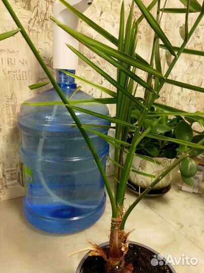 Финиковая пальма