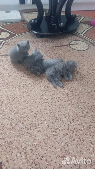 Британские котят 2500