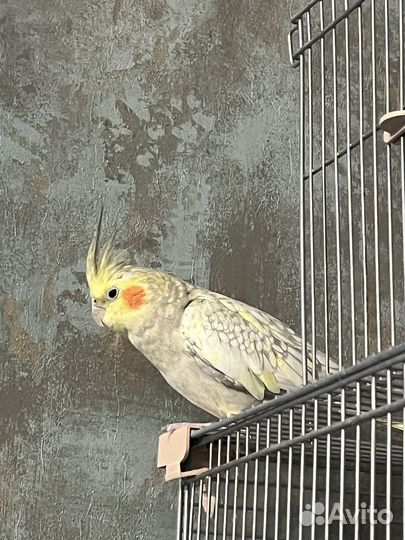 Попугай корелла самка