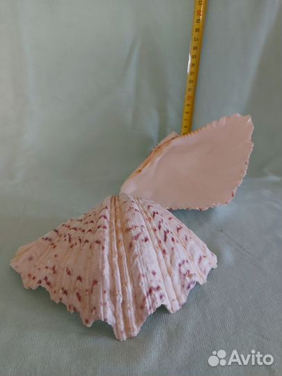 Ракушка морская большая