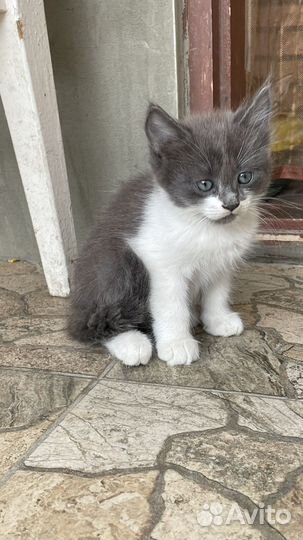 Котята в добрые руки приучены к лотку