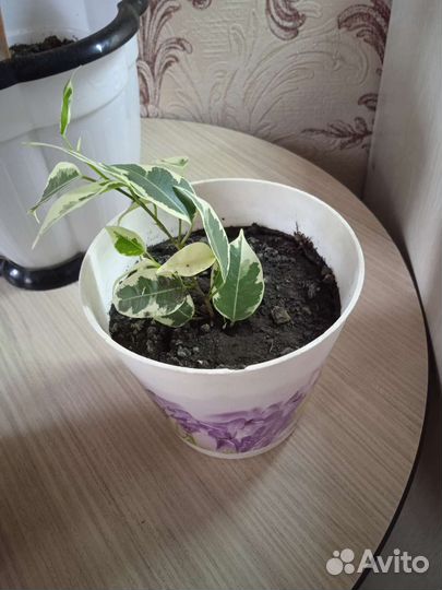 Фикус бенджамина