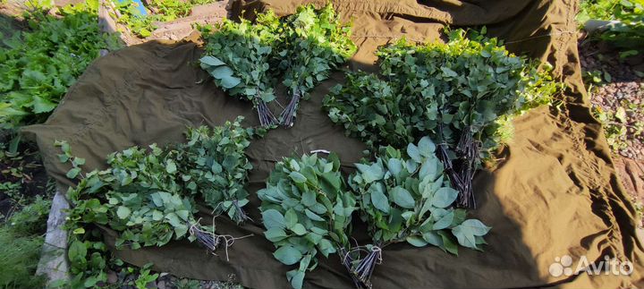 Веники для бани (берёзовые )