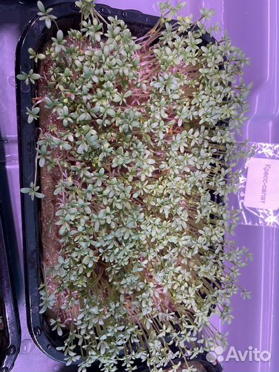 Микрозелень