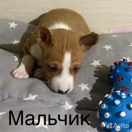 Щеночки басенджи