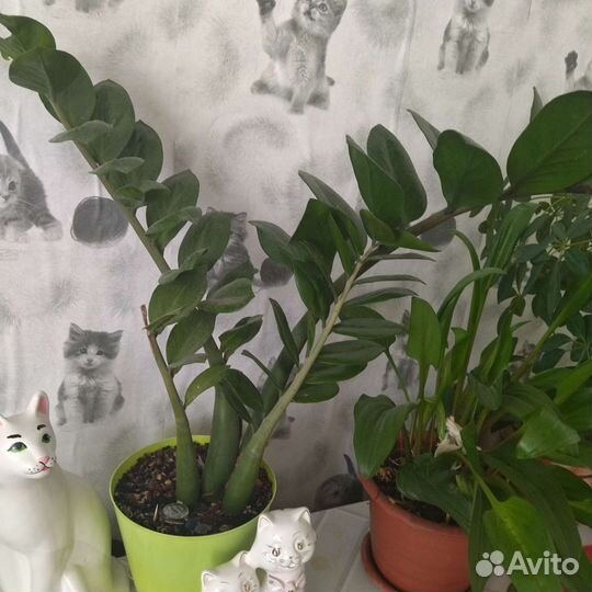 Комнатные цветы шефлера