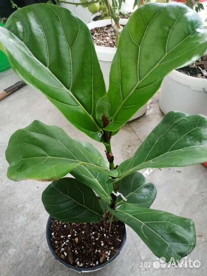 Фикус лировидный (лирата)