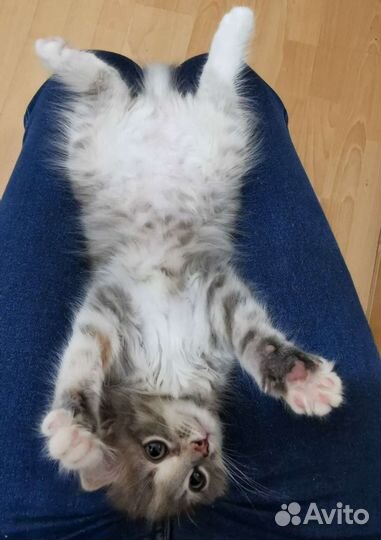 Котенок девочка бесплатно