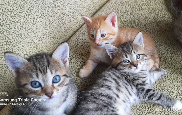 Котята в добрые руки