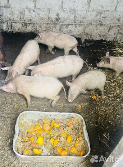 Поросята