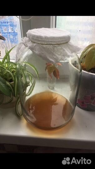 Чайный гриб