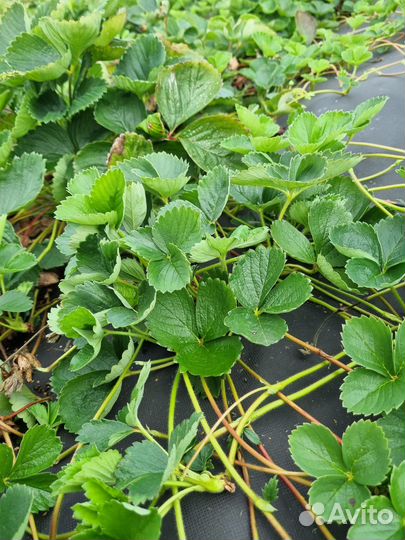 Воздушные усы клубники