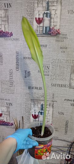 Эухарис, амазонская лилия