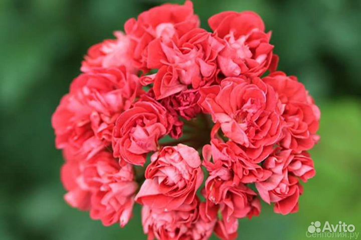 Герань пеларгония