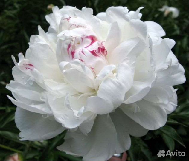 Пион белый крупный