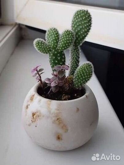 Кактусы и суккуленты