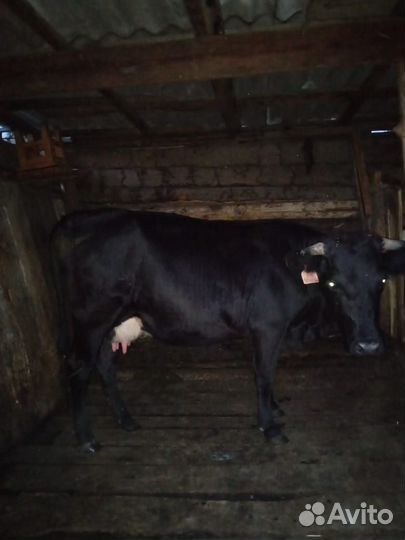 Коровы дойные молочные