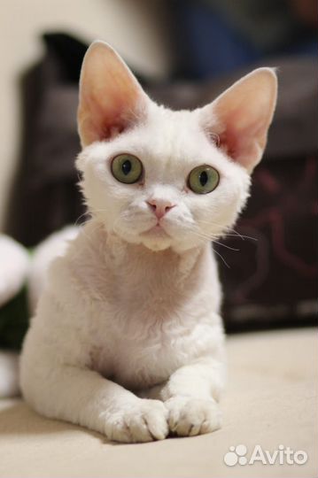 Котик Девон-рекс