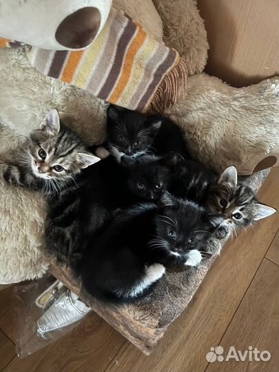 Котята в добрые руки