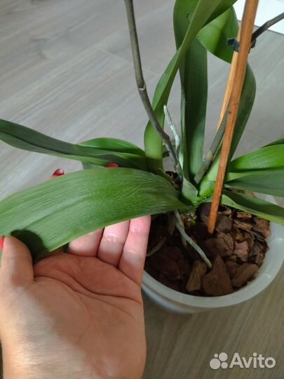 Орхидея фаленопсис мультифлора