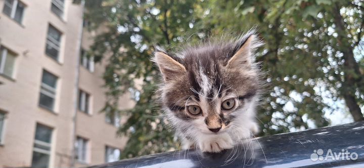 Котик бесплатно