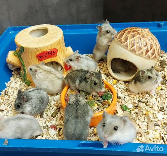 Джунгарские хомячки