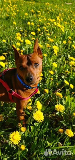 Цвергпинчер для вязки