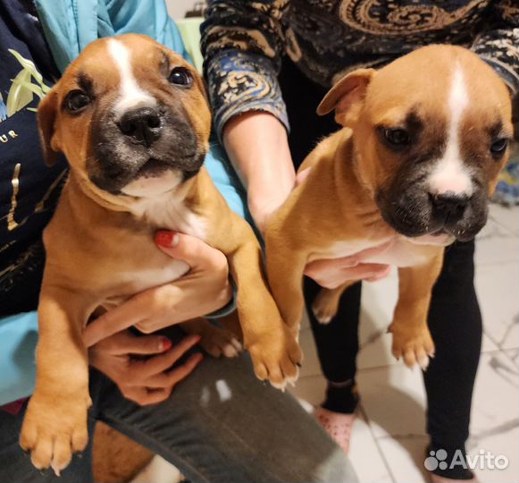 Щенки питбуля