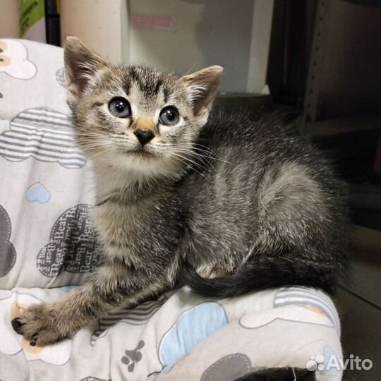 Котята девочки в добрые руки