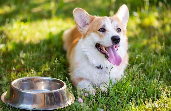 Передержка животных