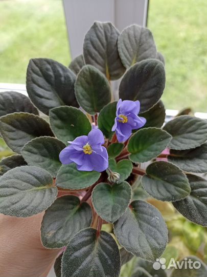 Сортовые фиалки