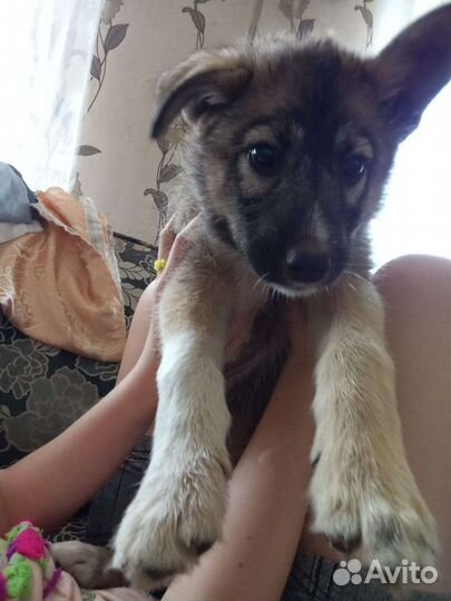 Помесь лайки