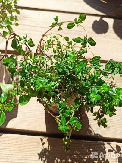 Чабрец тимьян