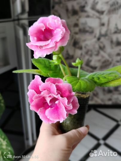 Глоксиния махровая