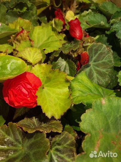 Бегония клубневая