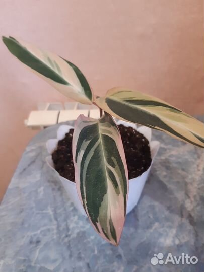 Продам комнатные растения