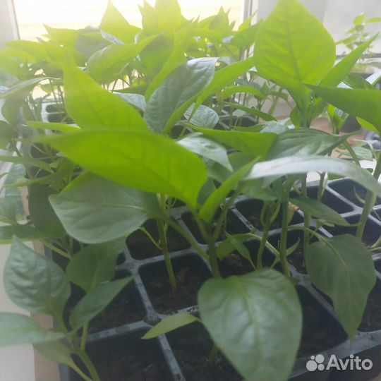 Рассада перец болгарский желтый красный зеленый