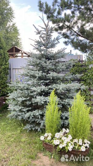 Ель голубая