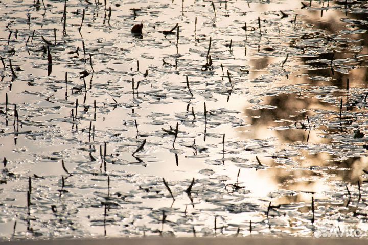 Sigma zoom 100-300mm AF Nikon