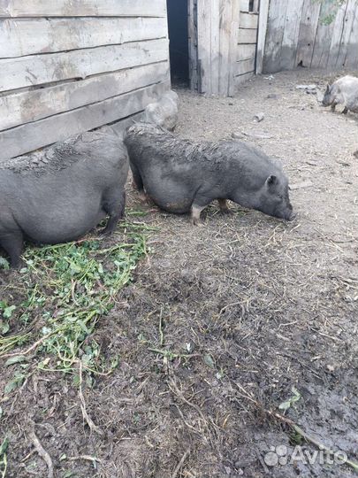 Поросята Свиноматки Кабан Свиньи