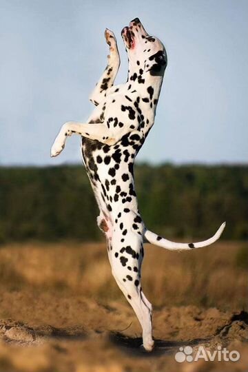 Далматин вязка