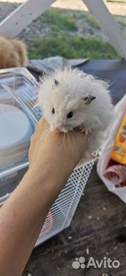 Ангорский хомяк мальчик