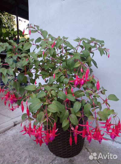 Черенки фуксии